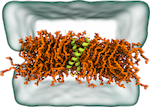 Biomembrane