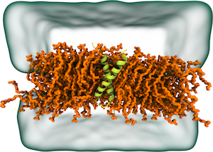 Biomembrane